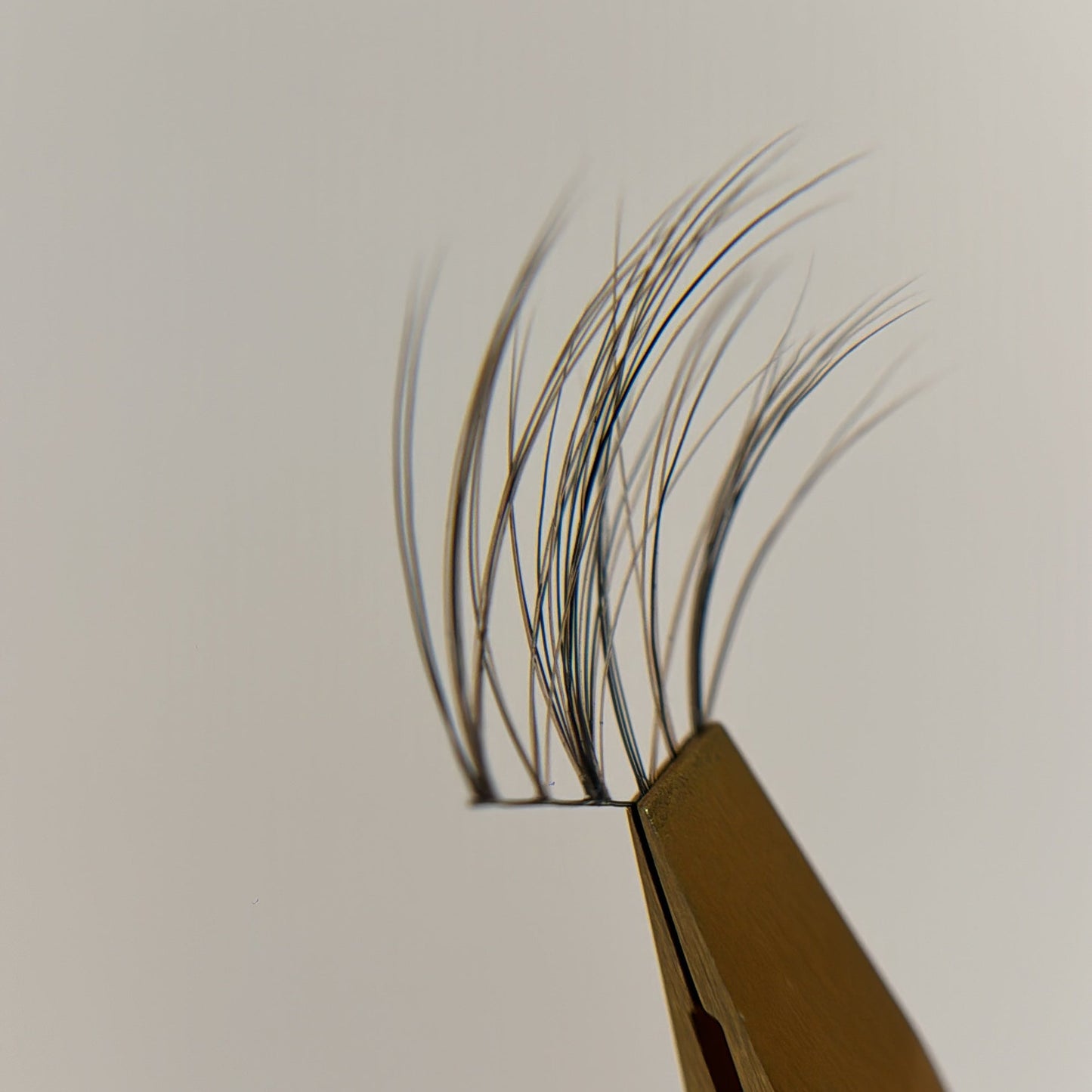 Wisps XL 01