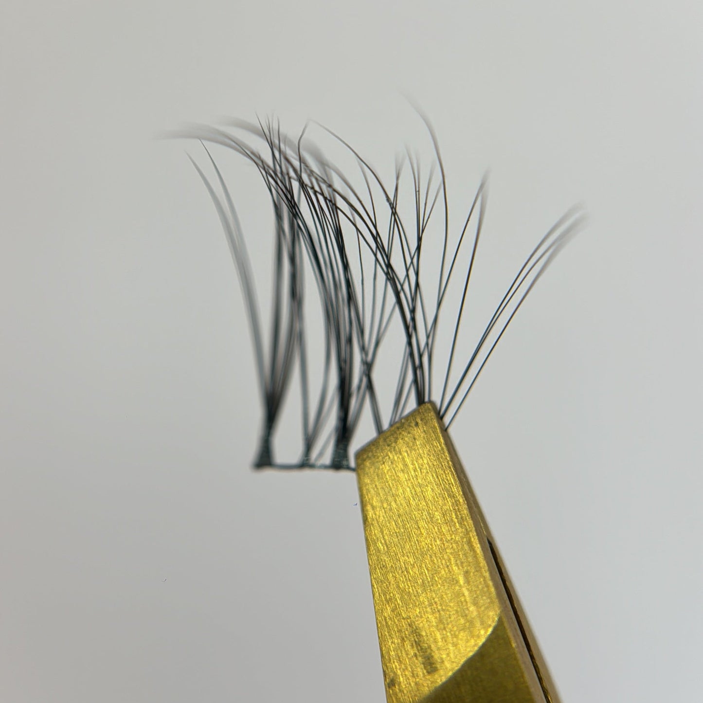 Wisps XL 01